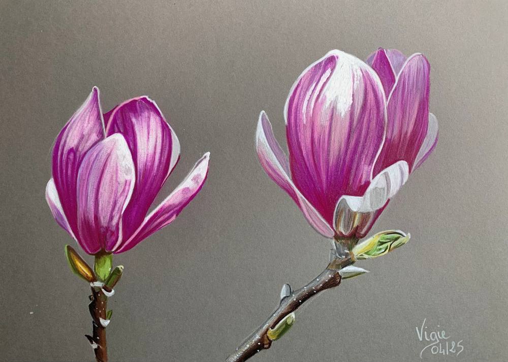 Dessin représentant deux fleurs de magnolias, de profil, rose profond, sur fond gris.