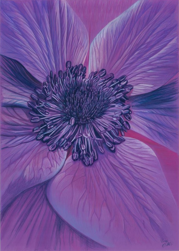 Dessin du coeur d'une fleur d'anémone, dans les tons de violets et de bleus.