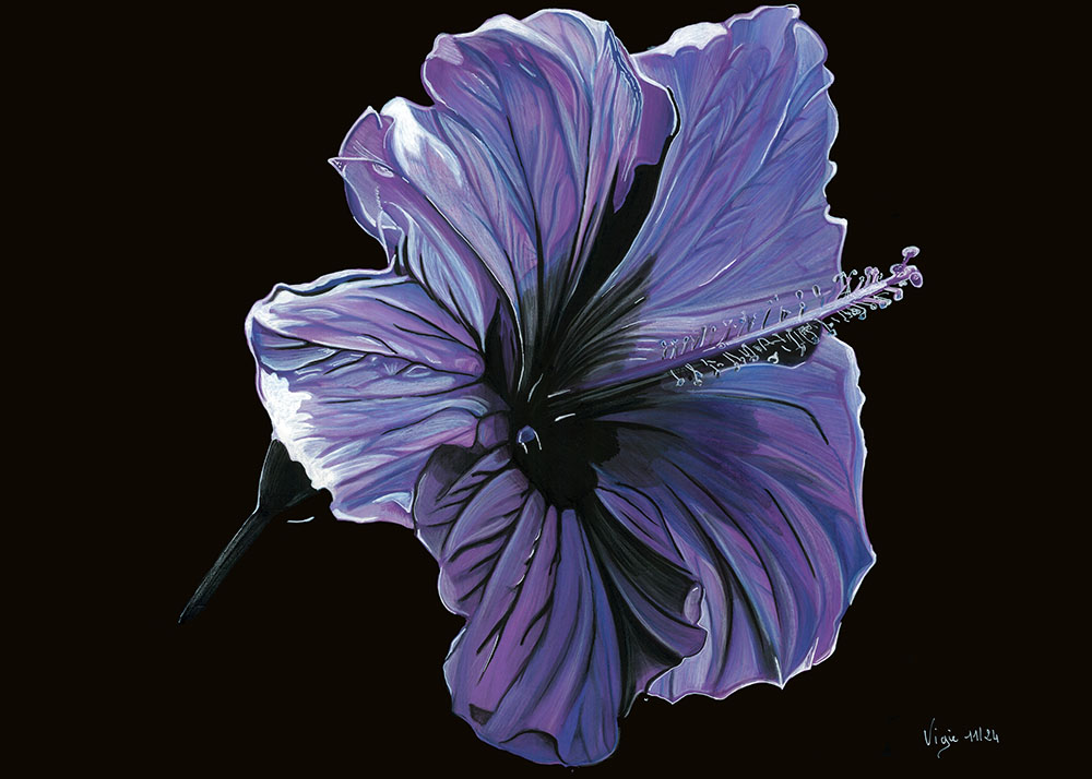 Dessin d'une fleur d'hibiscus dans les tons de bleus et de violets, sur fond noir.