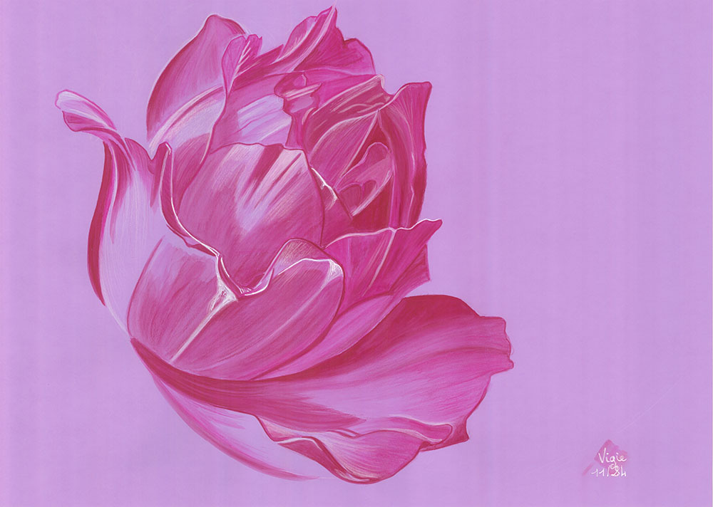 Dessin d'une rose de profil, dans un camaïeu de roses.