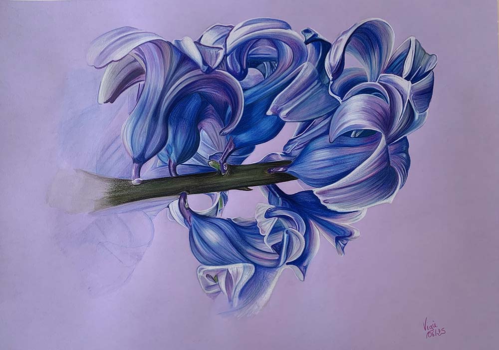 Dessin de fleurs de jacinthe, dans les tons bleus et violets, sur fond rose violacé.