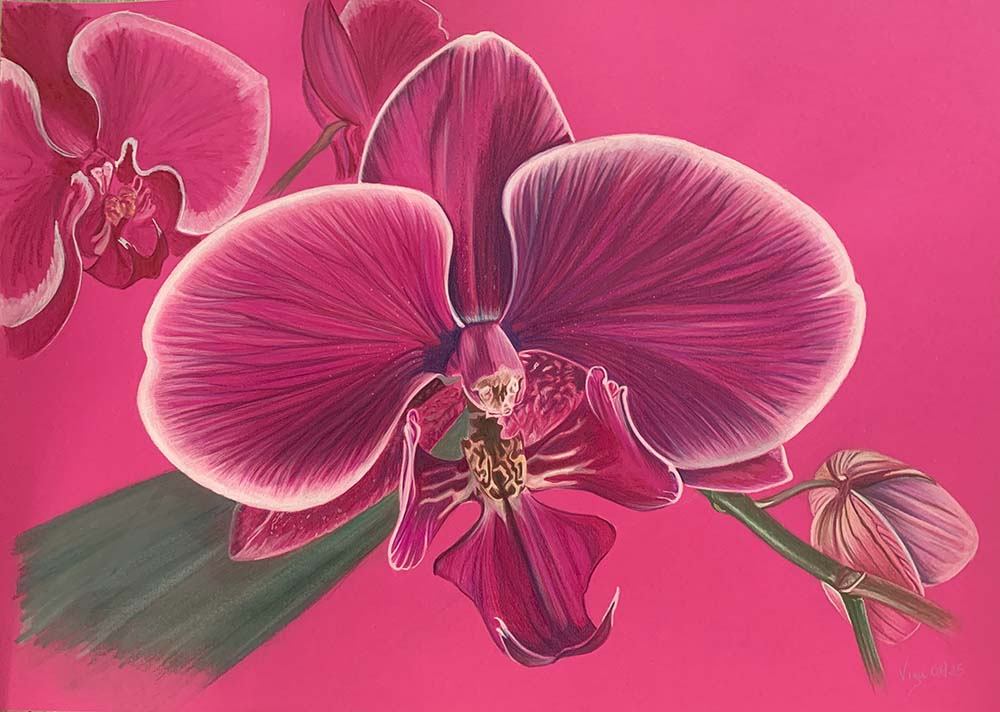 Dessin d'une fleur d'orchidée rose
