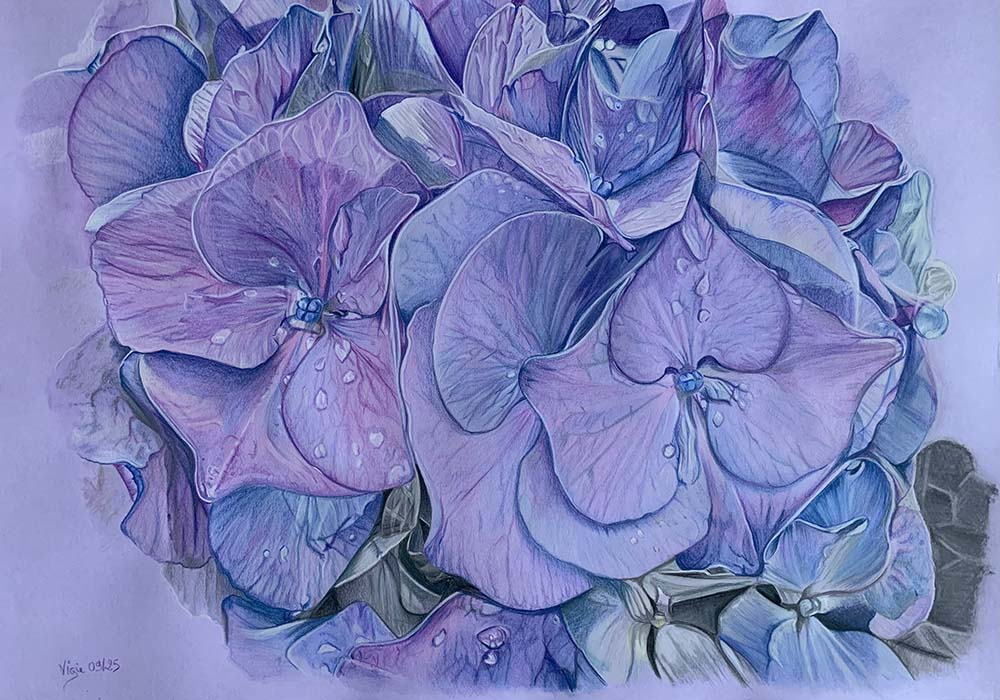 Dessin dans les tons bleus et violets d'une fleur d'hortensia.