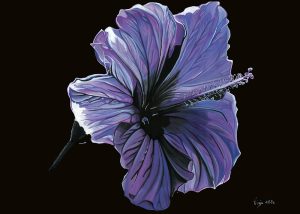 Dessin d'une fleur d'hibiscus, dans des teintes de violets, sur fond noir.