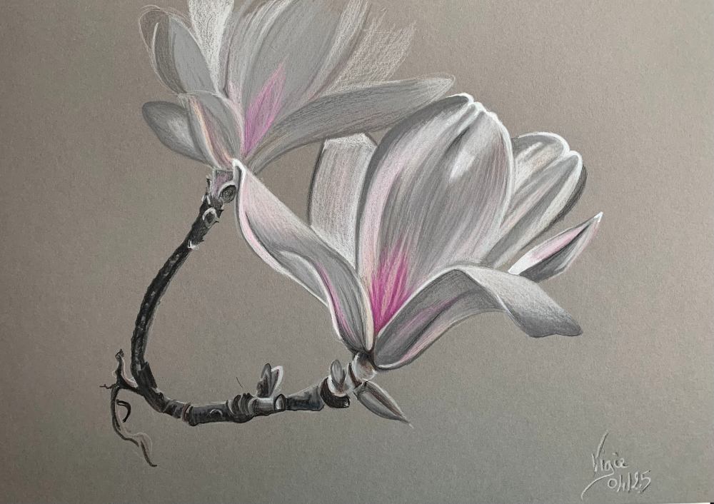 Dessin de deux fleurs de magnolias dans les tons gris, avec une pointe de rose en leur centre, sur fond gris.