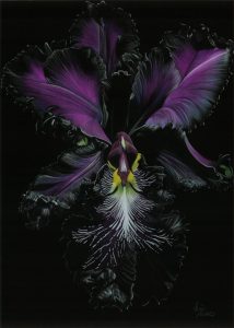 Dessin d'une orchidée noire, avec des pétales violets, sur fond noir.