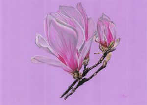 Dessin de 3 fleurs de magnolias, dans les teintes de roses, sur fond violet