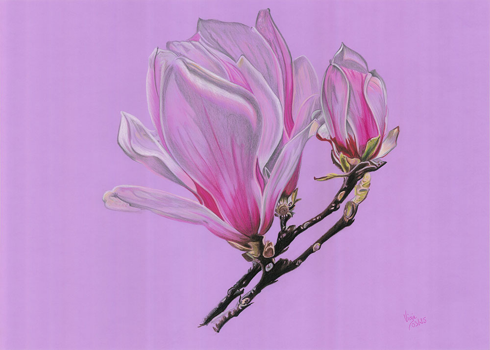Dessin de deux fleurs de magnolias, dans des dégradés de roses et de violets.