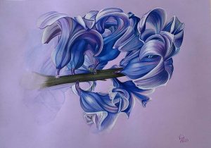 Dessin d'une jacinthe dans les teinte de bleus, sur fond violet.