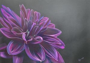 Dessin d'un dahlia sur papier noir