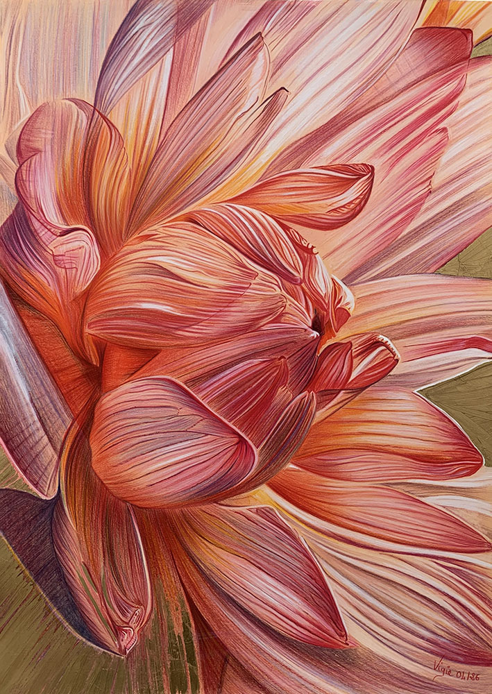 Dessin d'un lotus sacré dans les teintes orangées, roses et dorées.